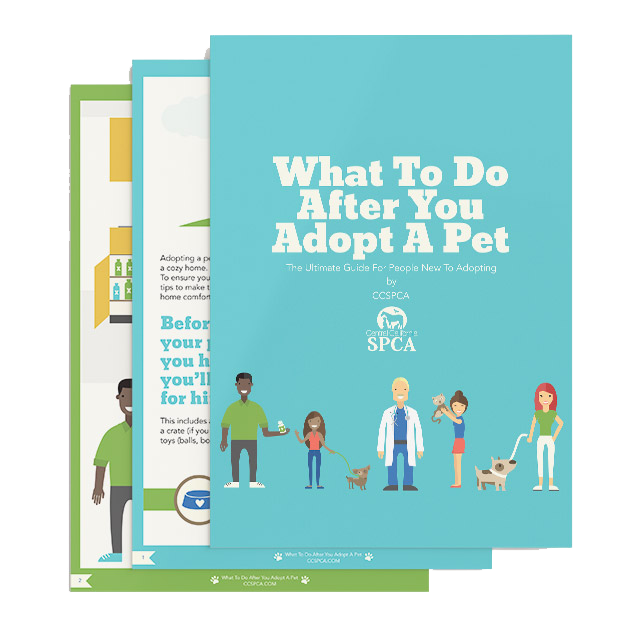 What to Do After You Adopt a Pet Guide