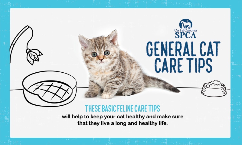 CCSPCA General Cat Care