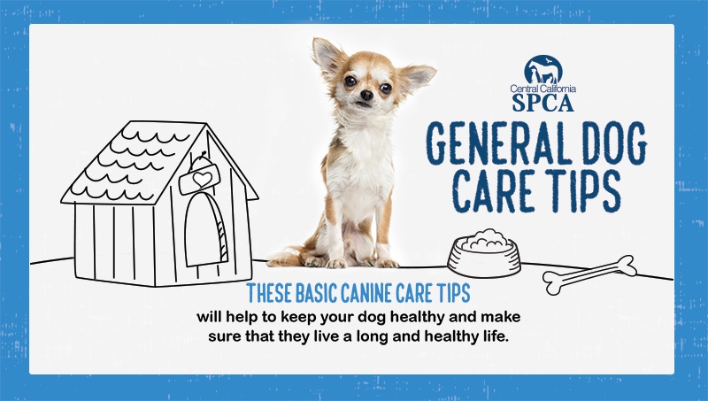 CCSPCA General Dog Care