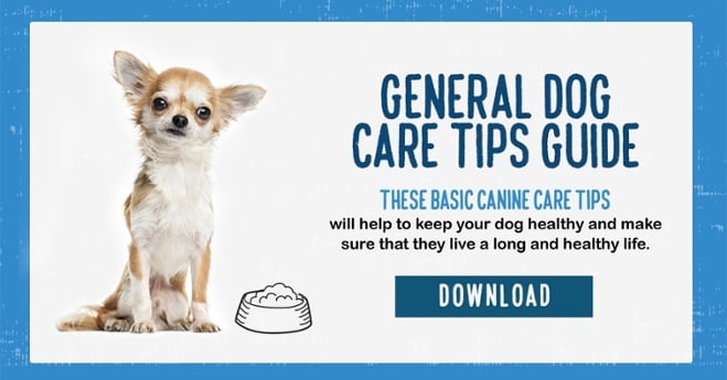 Download the dog care guide